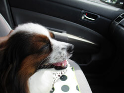 車の助手席で留守番する犬