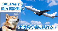 犬は飛行機に乗せることができる？ルールは？