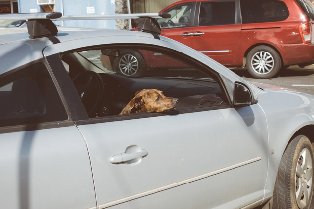 車の窓から外をみる犬