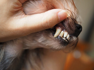 愛犬の歯茎をチェックする風景