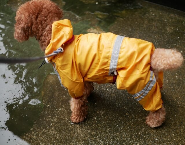 雨の日にレインコートを着て散歩するトイプードル