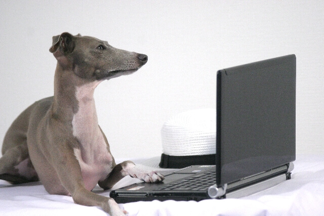 パソコンで検索をしようとする犬