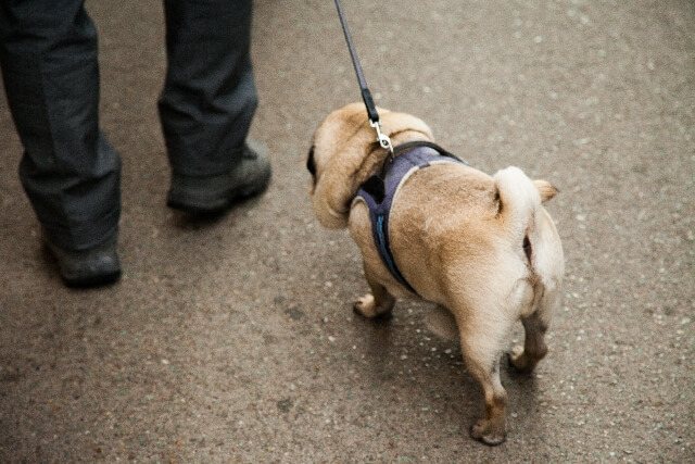 飼い主の一歩後ろを従順に散歩する犬の風景