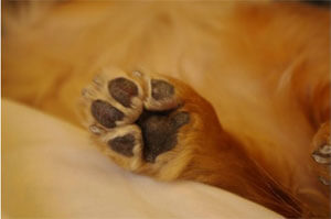 小型犬の足の爪の画像